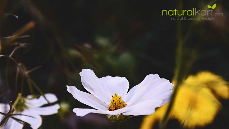 NATURALKART